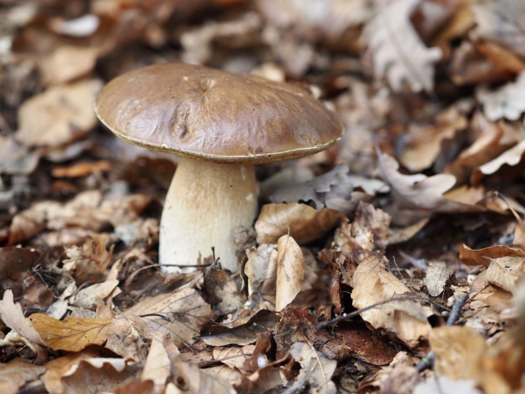 Steinpilz