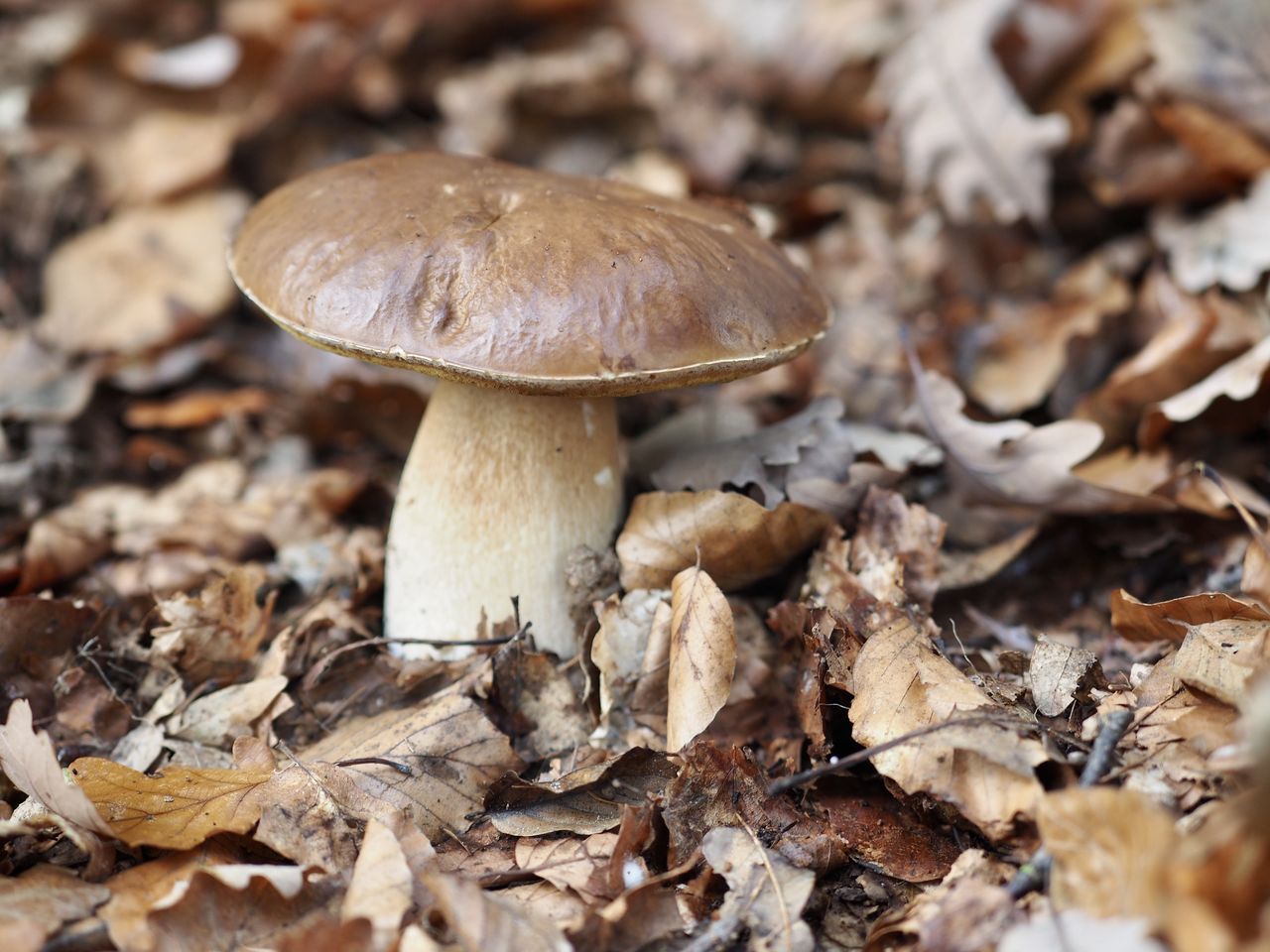 Steinpilz