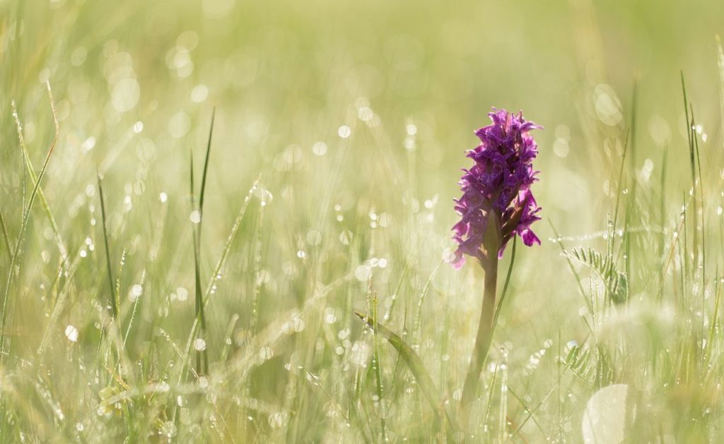 Harz Orchidee auf Bergwiese